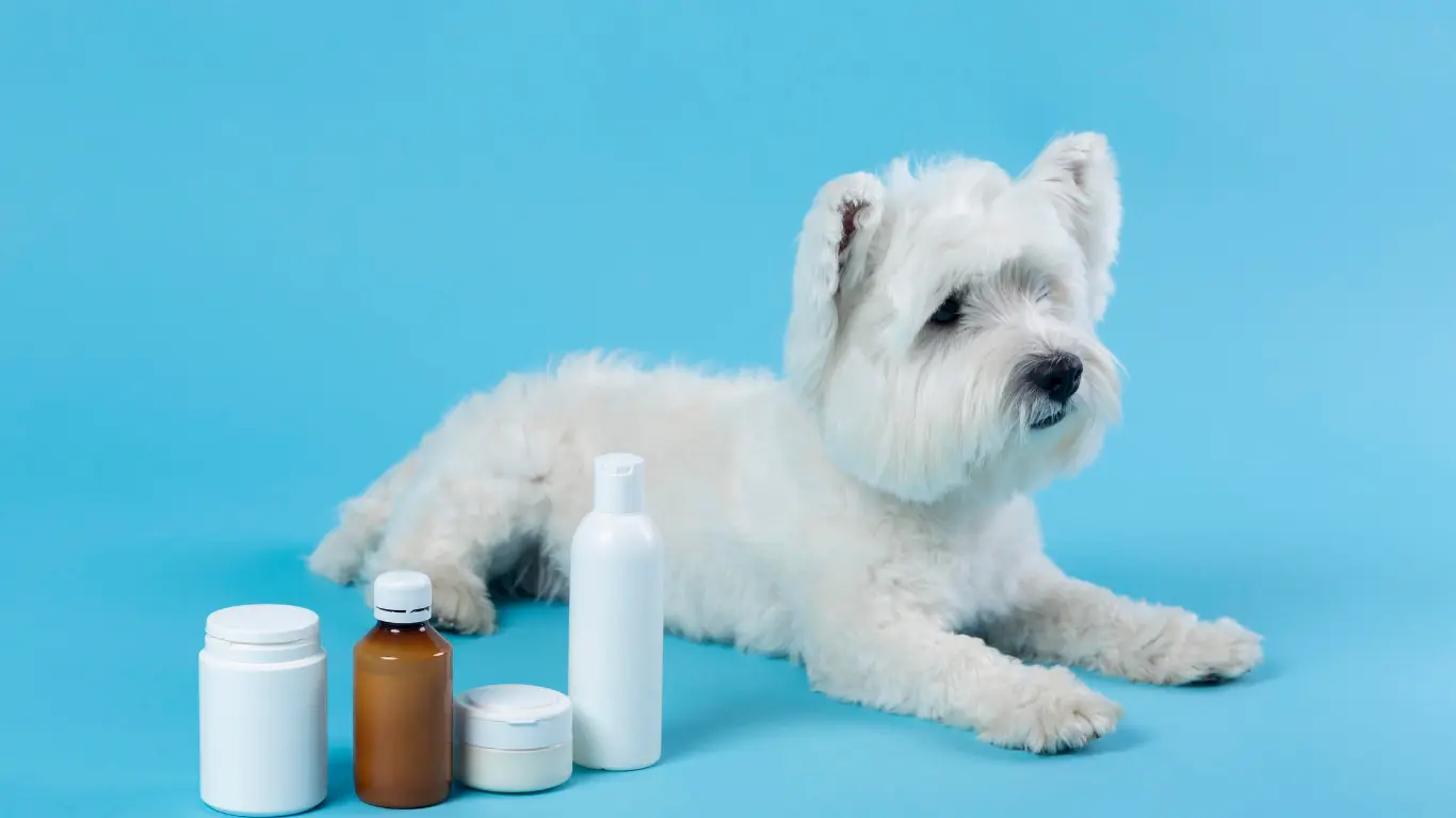 Know How To Buy And Store CBD Oil For Dogs Effectively