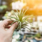 The Improbable Rise and Savage Fall of Siegfried. How My Phone’s Most Annoying Feature Saved My Life