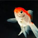 Brampton Chronic Pain Lawyers: Seeking Justice and Relief