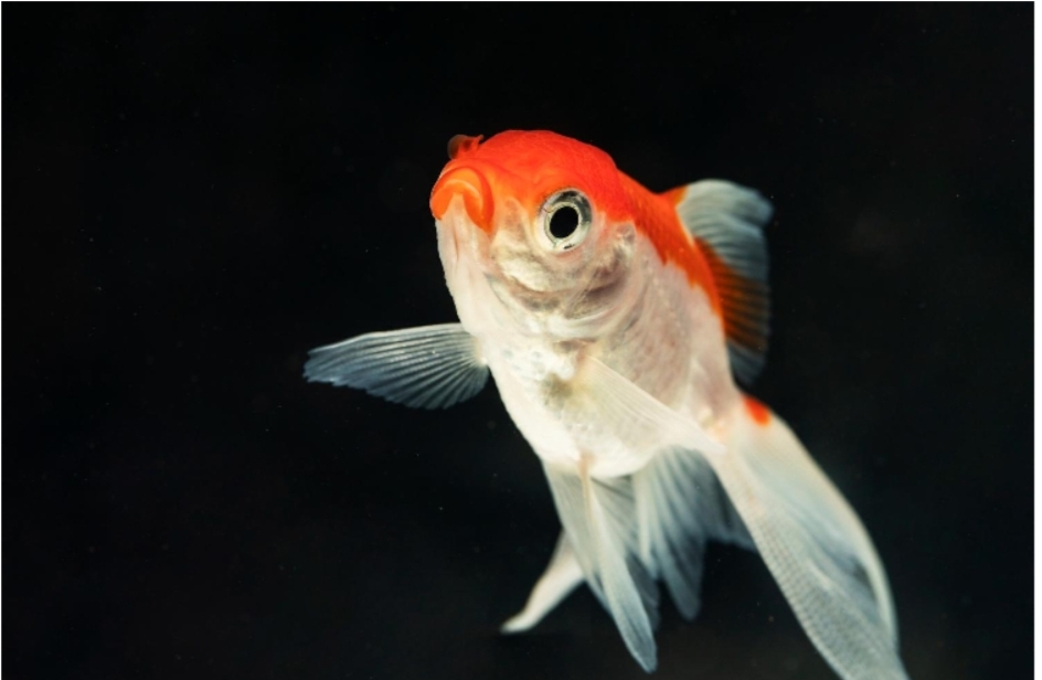 Is Your Goldfish Feeling Cramped? Find the Perfect Tank Size for Your Finned Friend