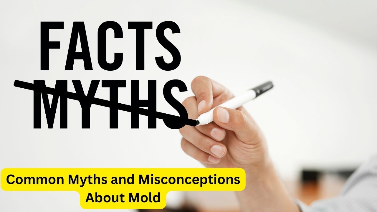 Common Myths and Misconceptions About Mold