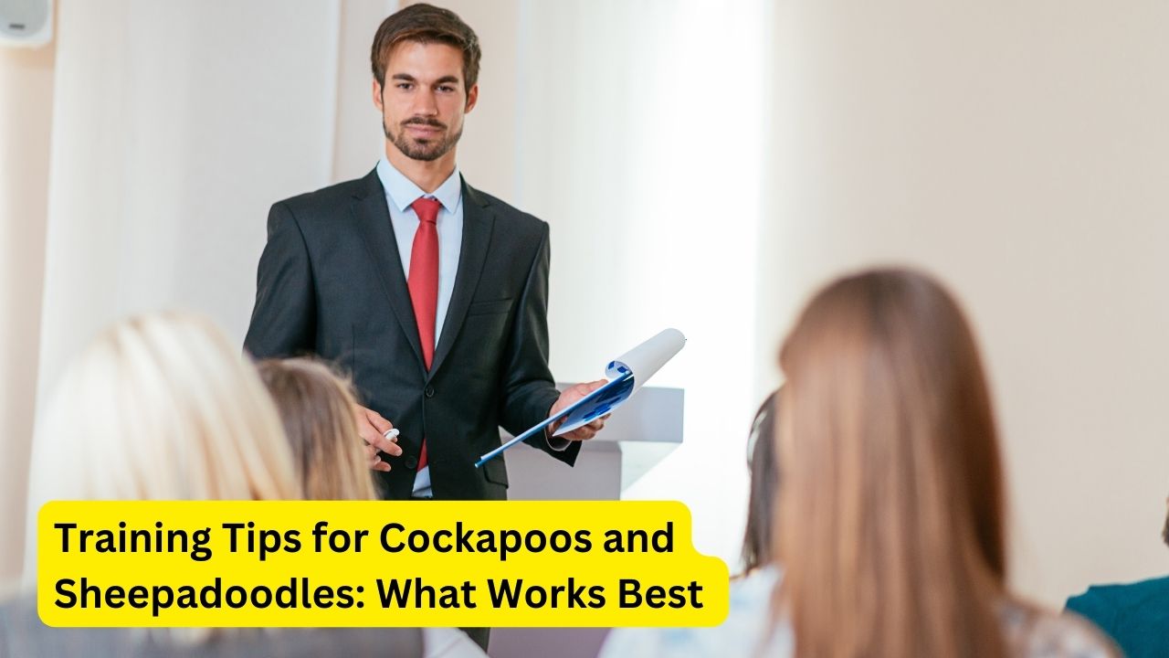 Training Tips for Cockapoos and Sheepadoodles: What Works Best