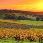 Healing in Motion Discovering Sports Injury Rehabilitation at Ducker Physio