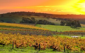 Tradition and Passion in Barossa Valley