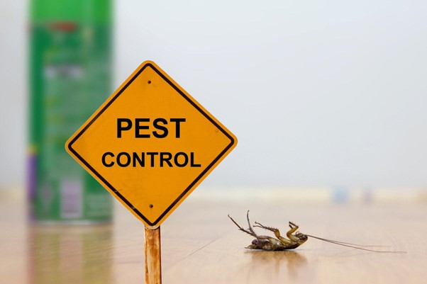 Bug Pest Control for Homeowners