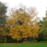 Maximizing the Benefits of a Business Line of Credit for Growth and Expansion