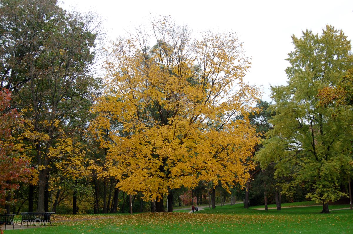 Dealing with Lansing’s Weather: Choosing the Right Fence for Lansing’s Climate