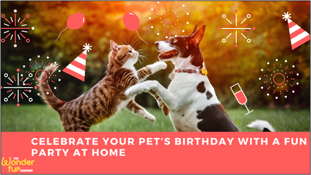 Pet’s Birthday With a Fun Party