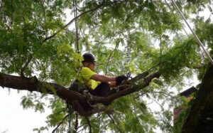Tree Removal