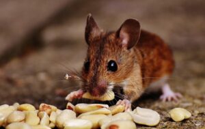 Professional Mouse Removal Services