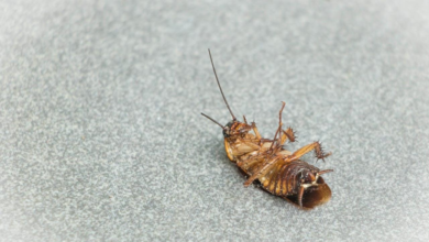 What Should You Expect During a Pest Control Service Visit