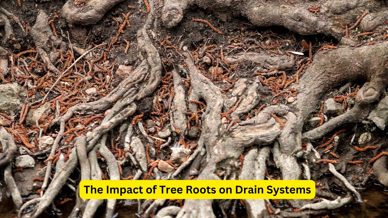 The Impact of Tree Roots on Drain Systems