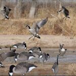 Optimising Your Fleet with Advanced Fleet Tracking Solutions