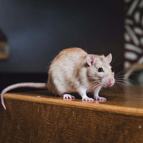 Why Your Home’s Hidden Pests Are More Dangerous Than You Think