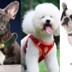 How to Begin a Blog Successfully: Tips for Beginners