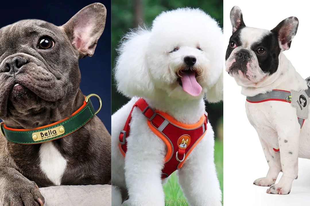 How to Pick the Best Dog Collar, Leash, and Harness for Your Furry Friend