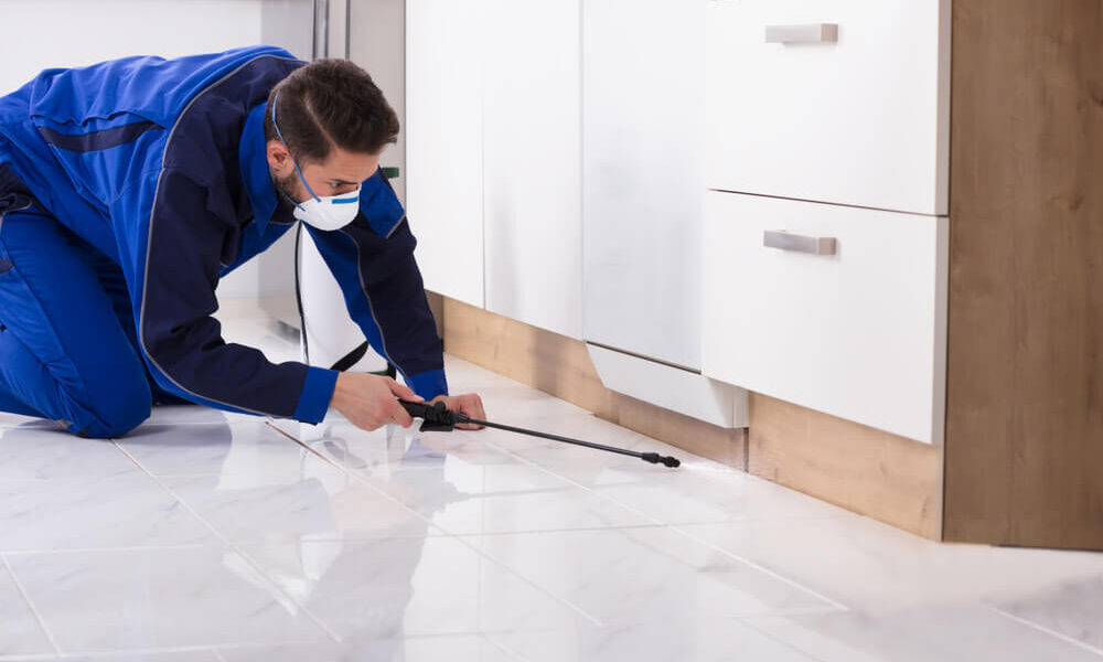 Green Homes and Bug-Free Zones: The Role of Pest Inspections in Sustainable Home Buying