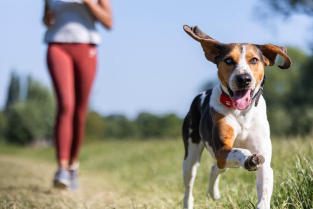 The Best Dog Accessories for 2023 Guide