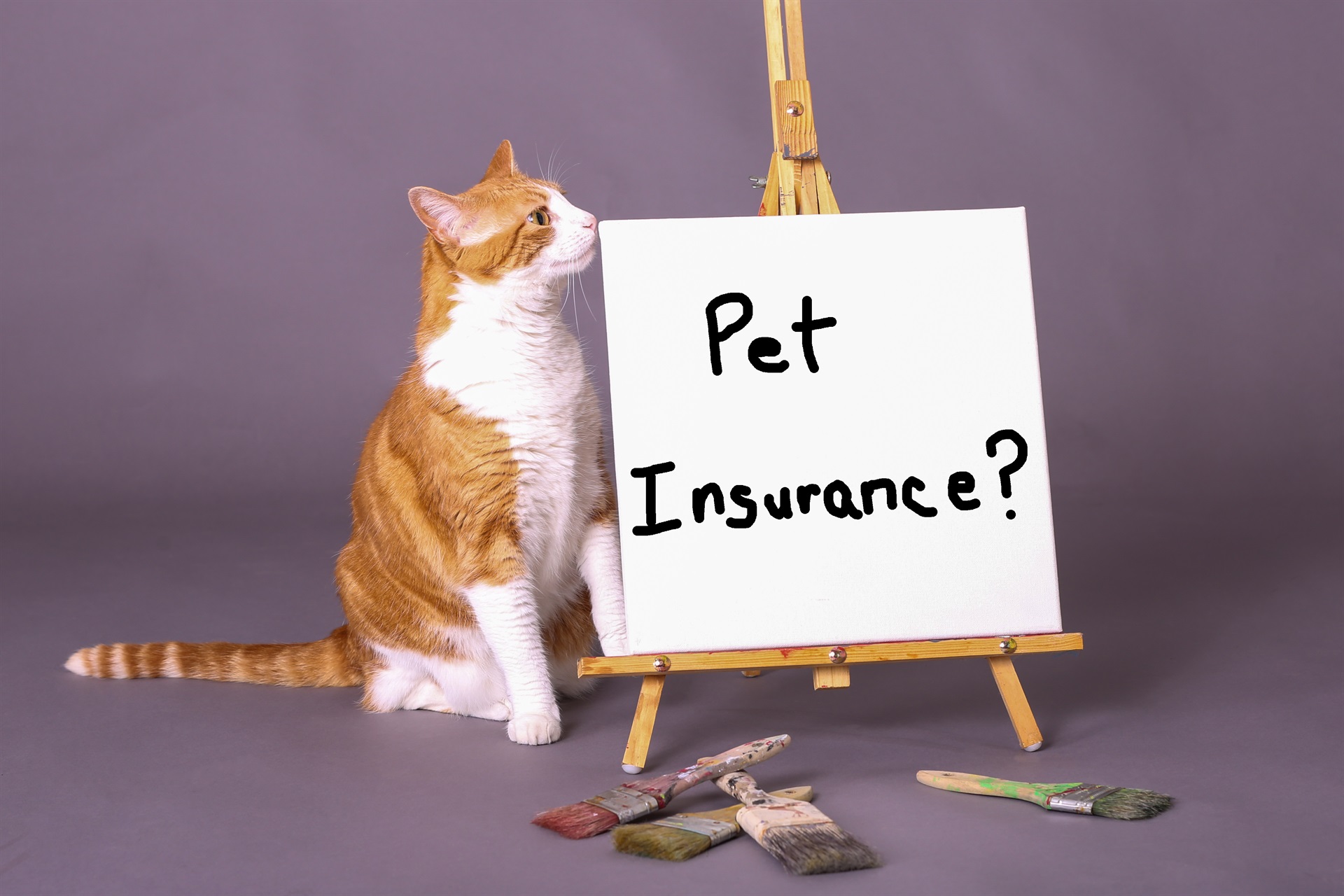 How to Choose the Best Pet Insurance Scheme for Your Furry Friend