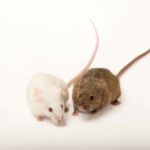 The Art of Making Croissants and Pastries