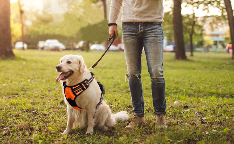 Best Dog Leads and Harnesses for NZ Dogs Guide