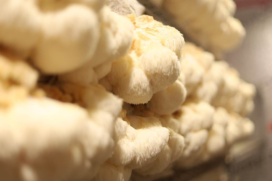 Is Lion’s Mane a Fungi? Is It Safe to Consume?