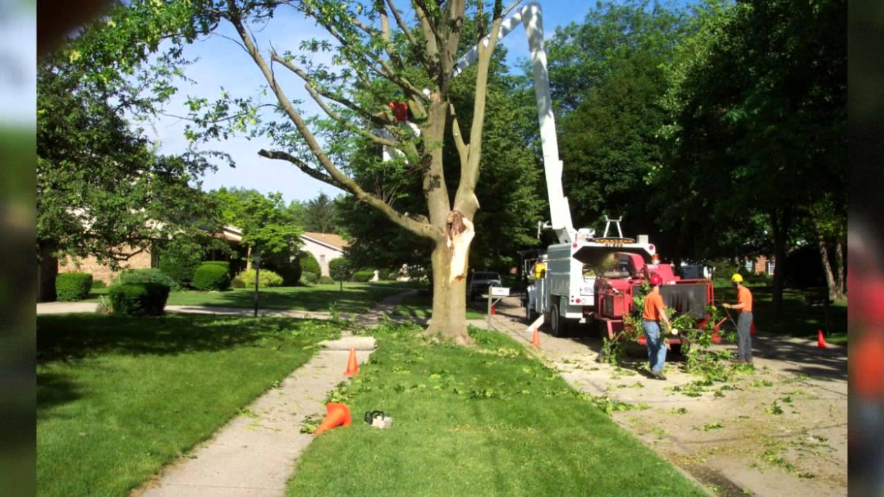 Emergency Tree Removal: What To Do When a Tree Threatens Your Property